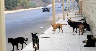 أرشيفية
