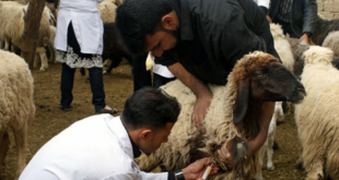 أرشيفية